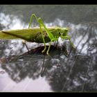 Heuschrecke auf Entdeckungsreise....