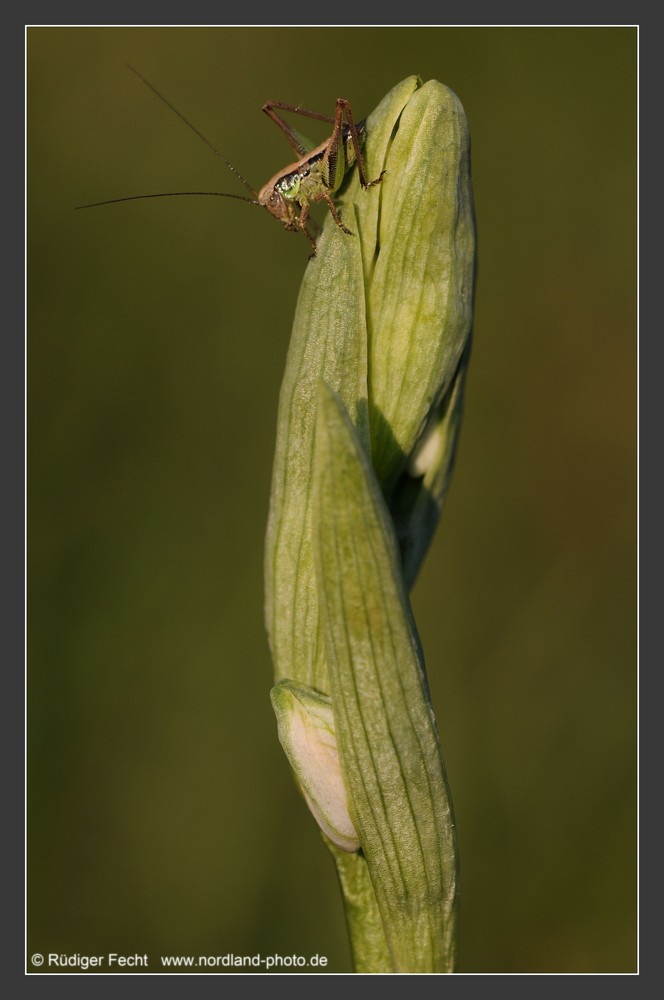 Heuschrecke auf Hummel - Ragwurz (Ophrys holosericea)
