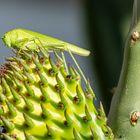 Heuschrecke auf Kaktus