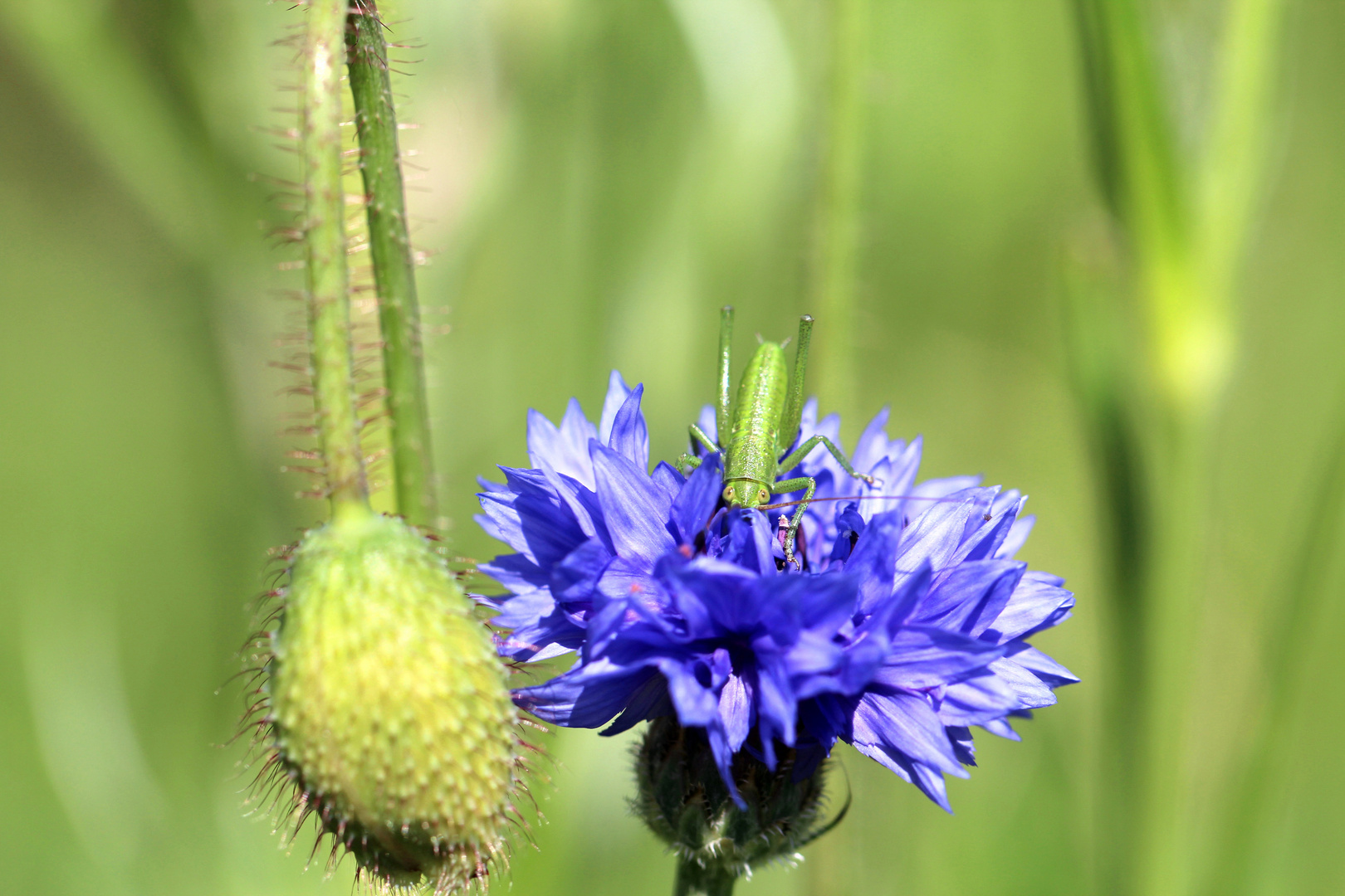 Heuschrecke auf Kornblume