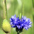 Heuschrecke auf Kornblume