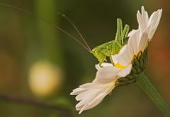 Heuschrecke auf Margeritenblüte