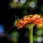 Heuschrecke auf meiner Ziniienblüte