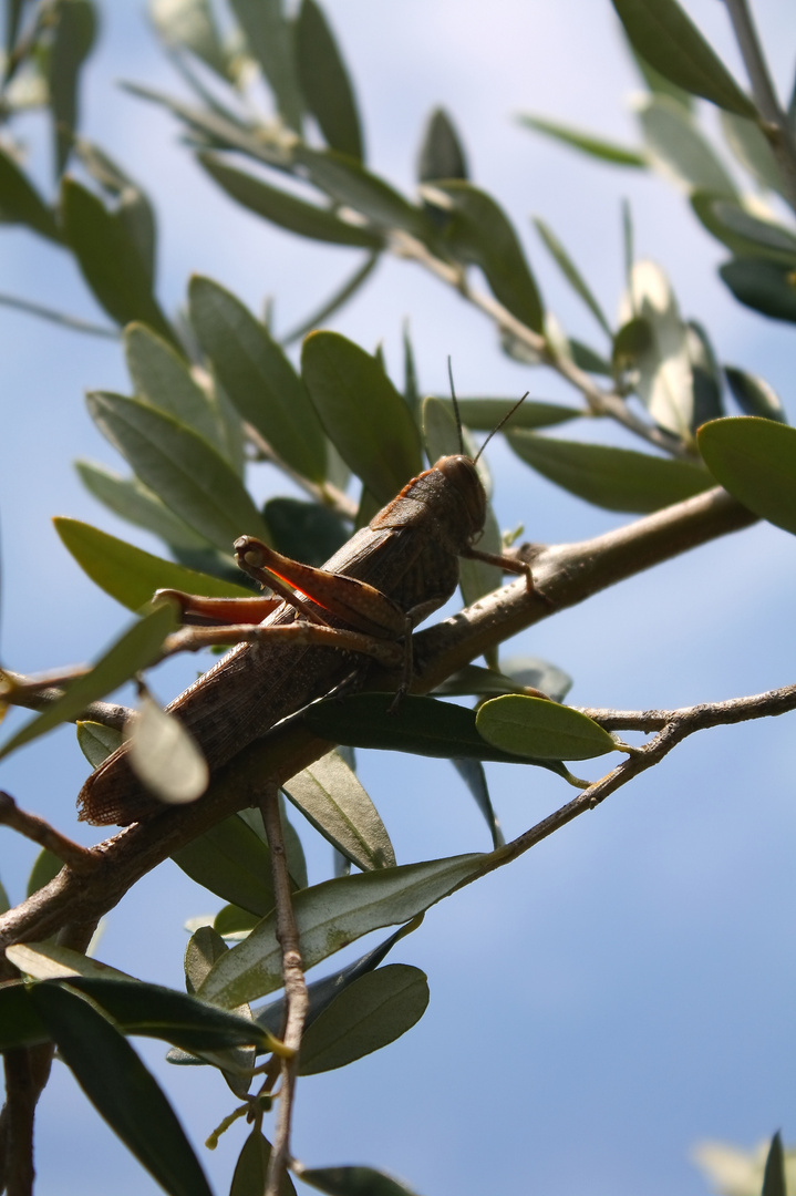 Heuschrecke auf Olivenbaum