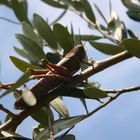 Heuschrecke auf Olivenbaum