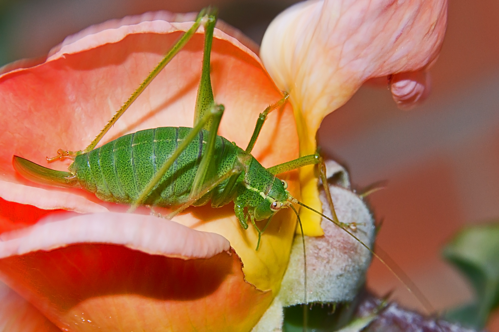 Heuschrecke Auf Rose Im Garten Foto Bild Tiere Natur Bilder