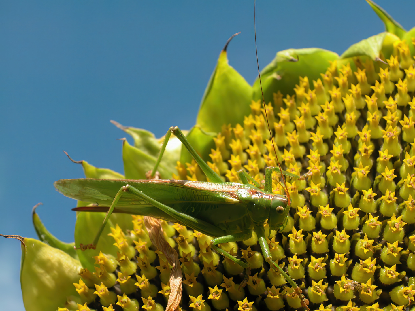 Heuschrecke auf Sonnenblume