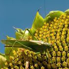 Heuschrecke auf Sonnenblume