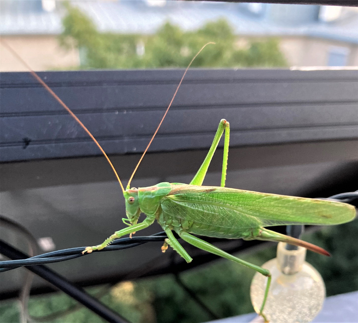 Heuschrecke auf Terrasse