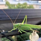 Heuschrecke auf Terrasse