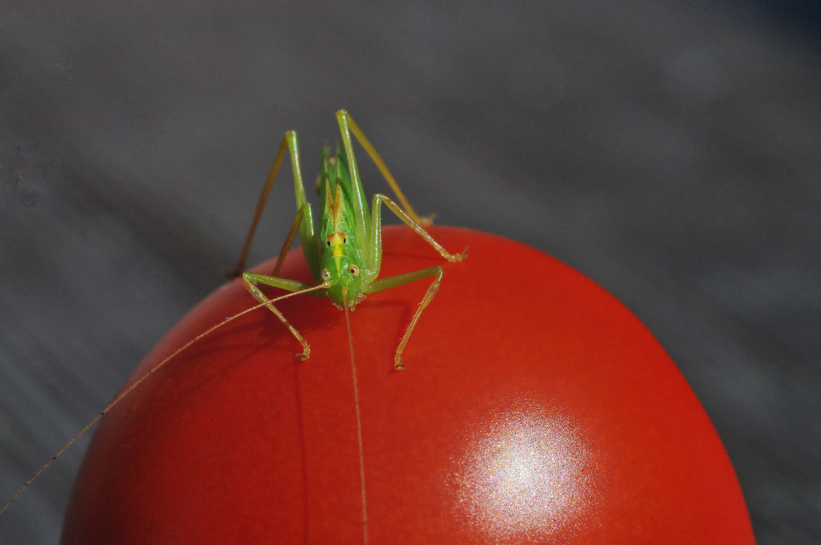 Heuschrecke auf Tomate