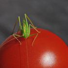 Heuschrecke auf Tomate