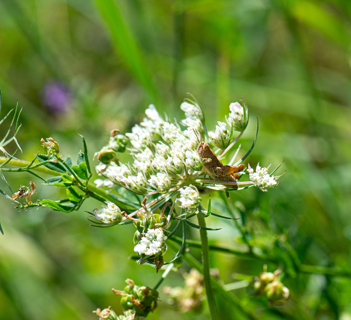 Heuschrecke aufs Wildpflanzblüte