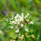 Heuschrecke aufs Wildpflanzblüte