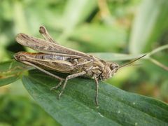 Heuschrecke der Chorthippus biguttulus-Gruppe