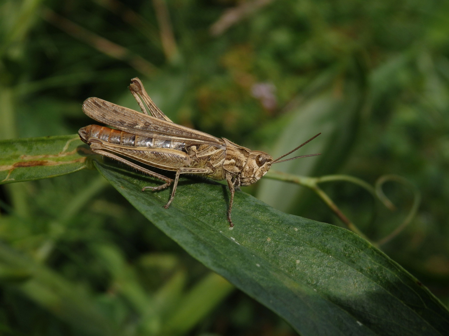 Heuschrecke der Chorthippus biguttulus-Gruppe