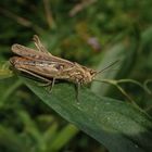 Heuschrecke der Chorthippus biguttulus-Gruppe