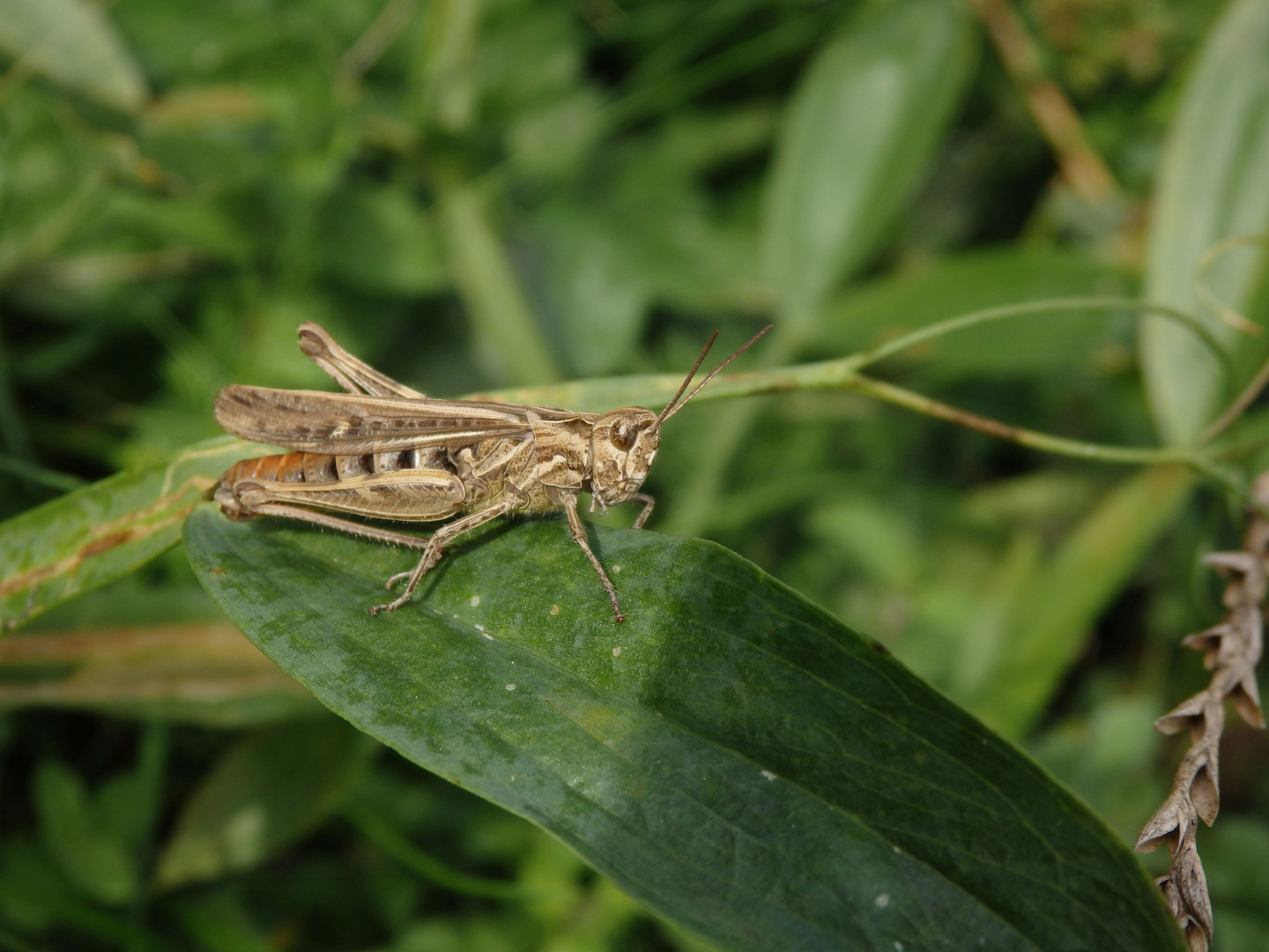 Heuschrecke der Chorthippus biguttulus-Gruppe