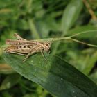 Heuschrecke der Chorthippus biguttulus-Gruppe