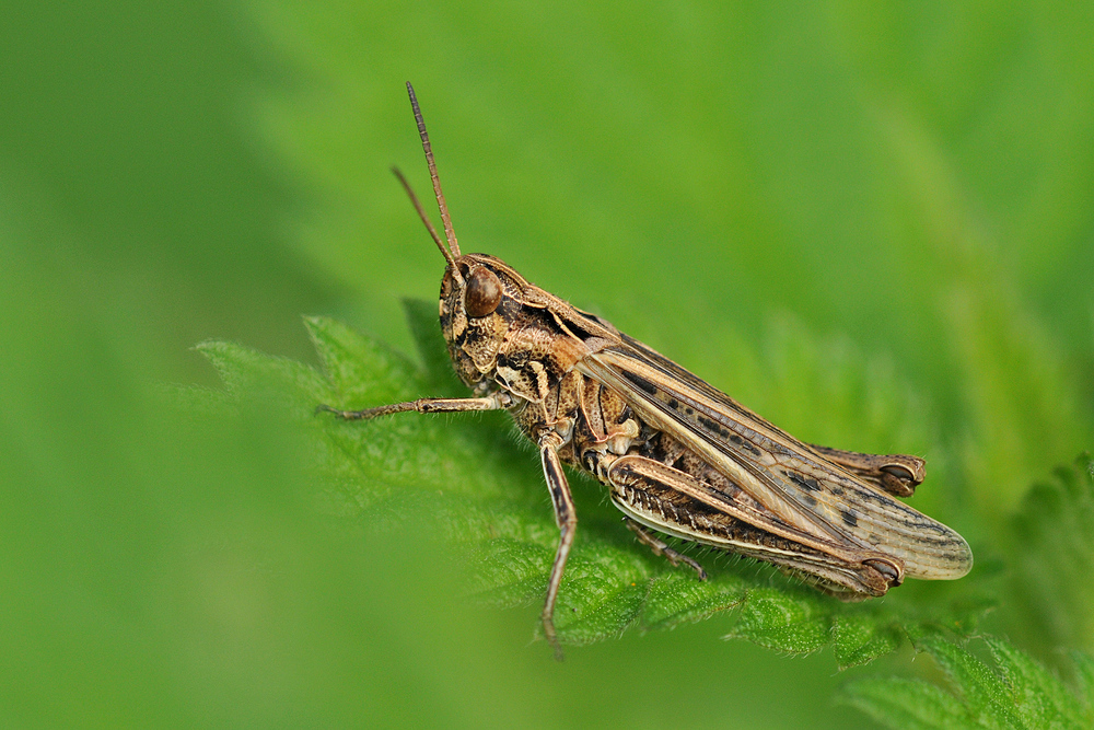 Heuschrecke – eine filigrane Meisterleistung der Natur