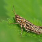 Heuschrecke – eine filigrane Meisterleistung der Natur