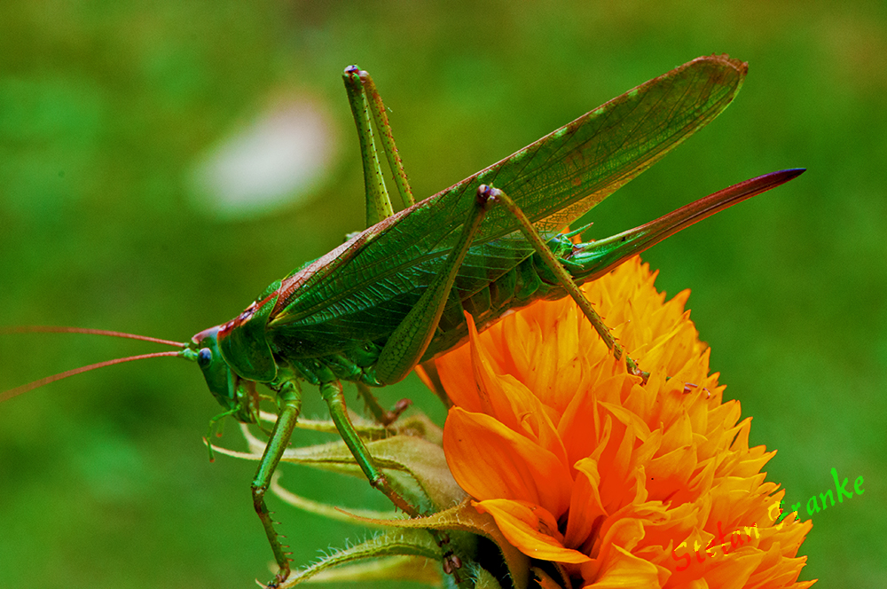 Heuschrecke...... Grünes Heupferd...... Tettigonia viridissima