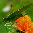 Heuschrecke...... Grünes Heupferd...... Tettigonia viridissima