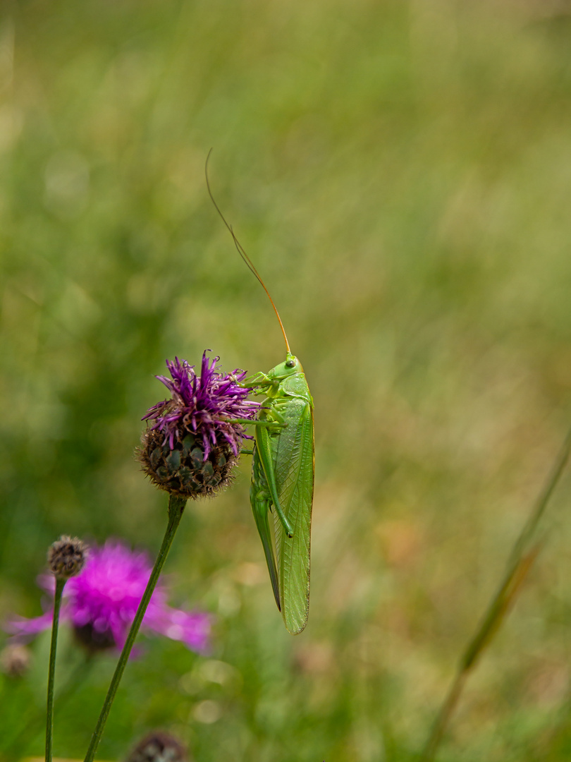 Heuschrecke II