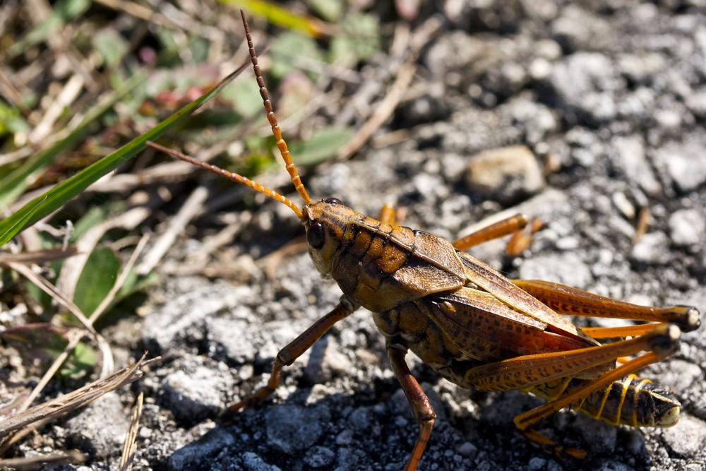 Heuschrecke im Everglades National Park Florida