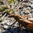 Heuschrecke im Everglades National Park Florida