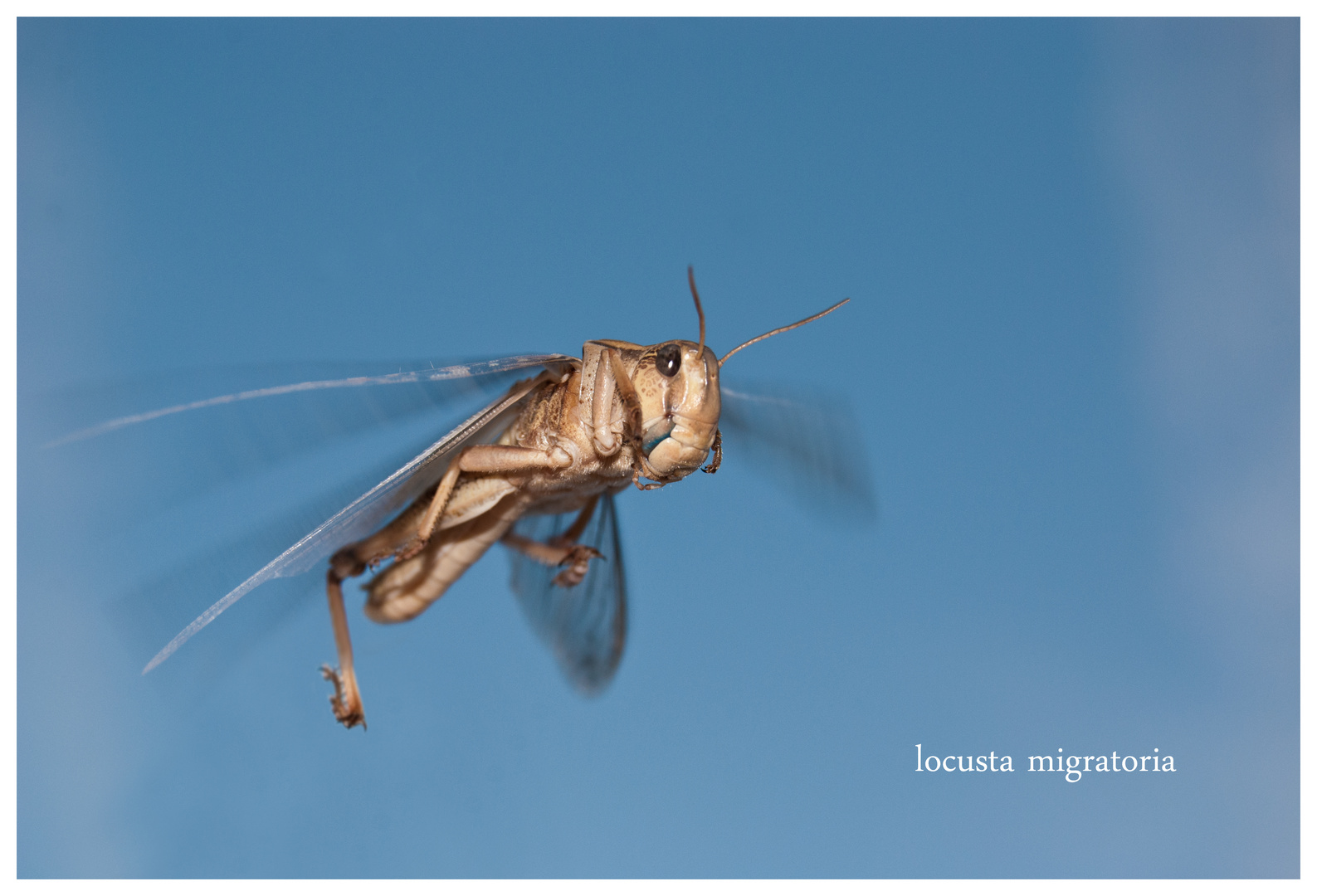 Heuschrecke im Flug