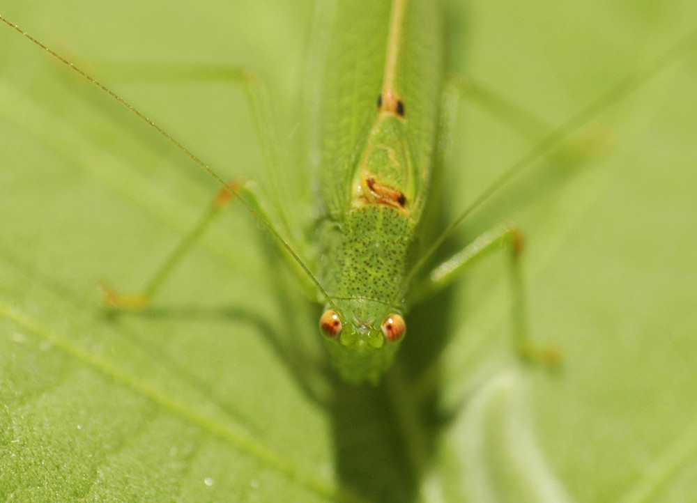 Heuschrecke im Garten