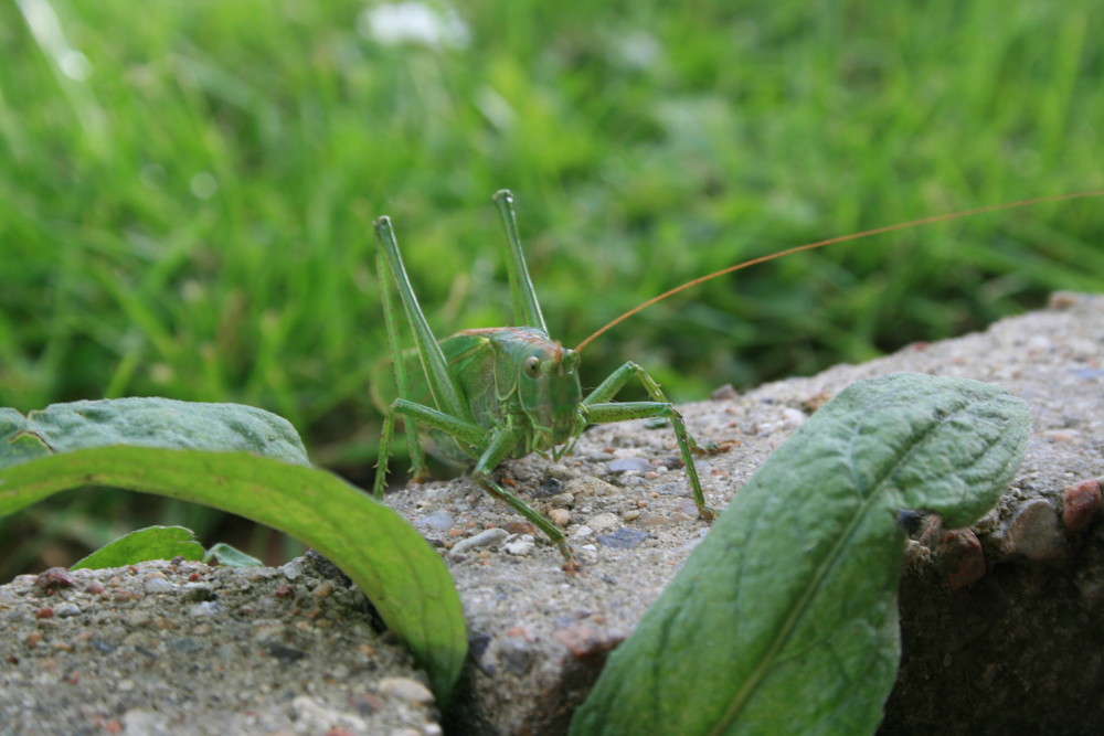 Heuschrecke im Garten