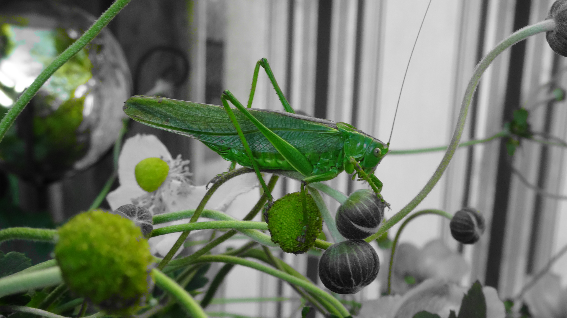 Heuschrecke im Garten