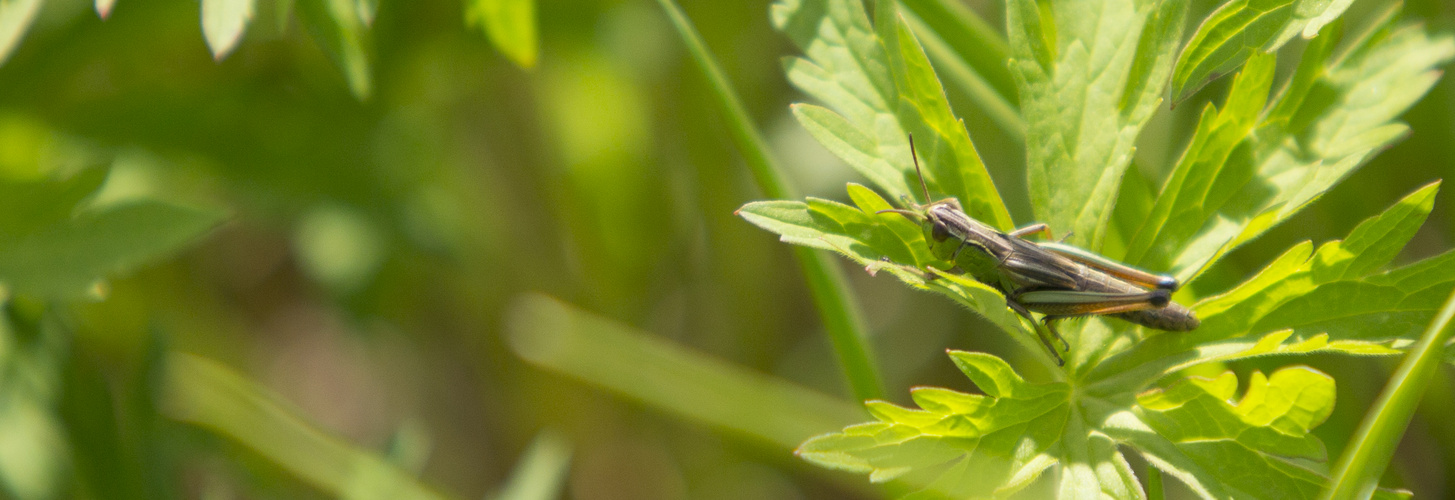 Heuschrecke im Gras