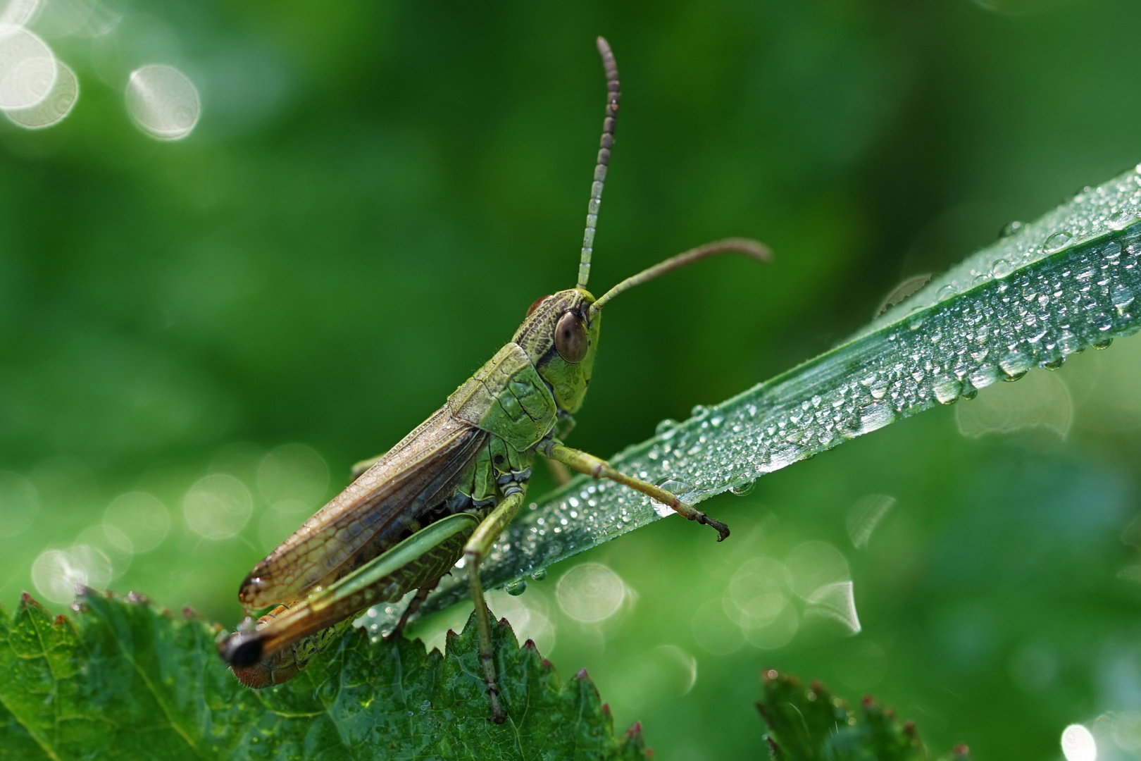 Heuschrecke im Foto & Bild insekten, natur, tiere Bilder