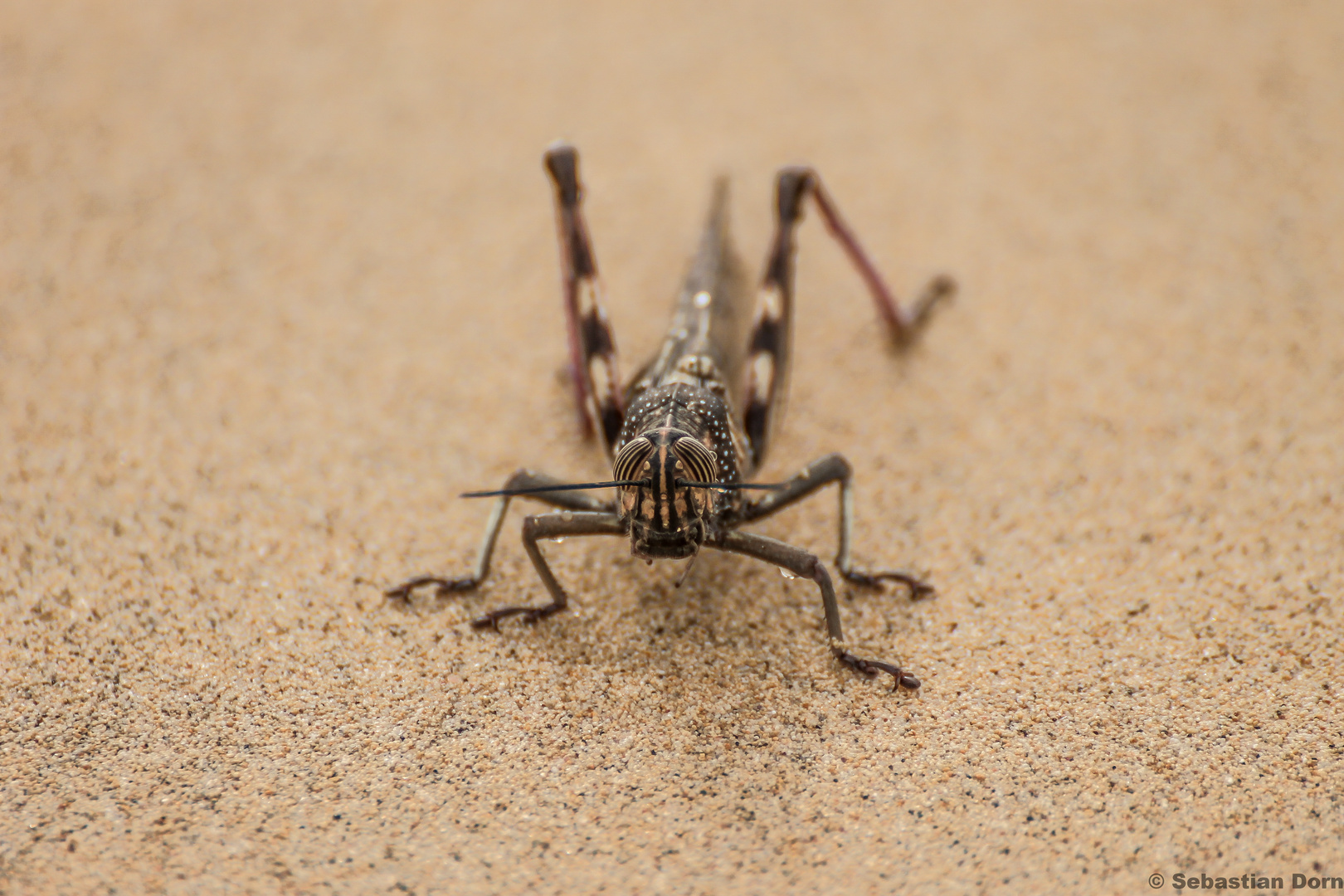 Heuschrecke im Sand