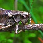 Heuschrecke im Wald