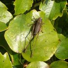 Heuschrecke im Wilden Wein