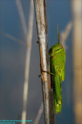 Heuschrecke in Albufera