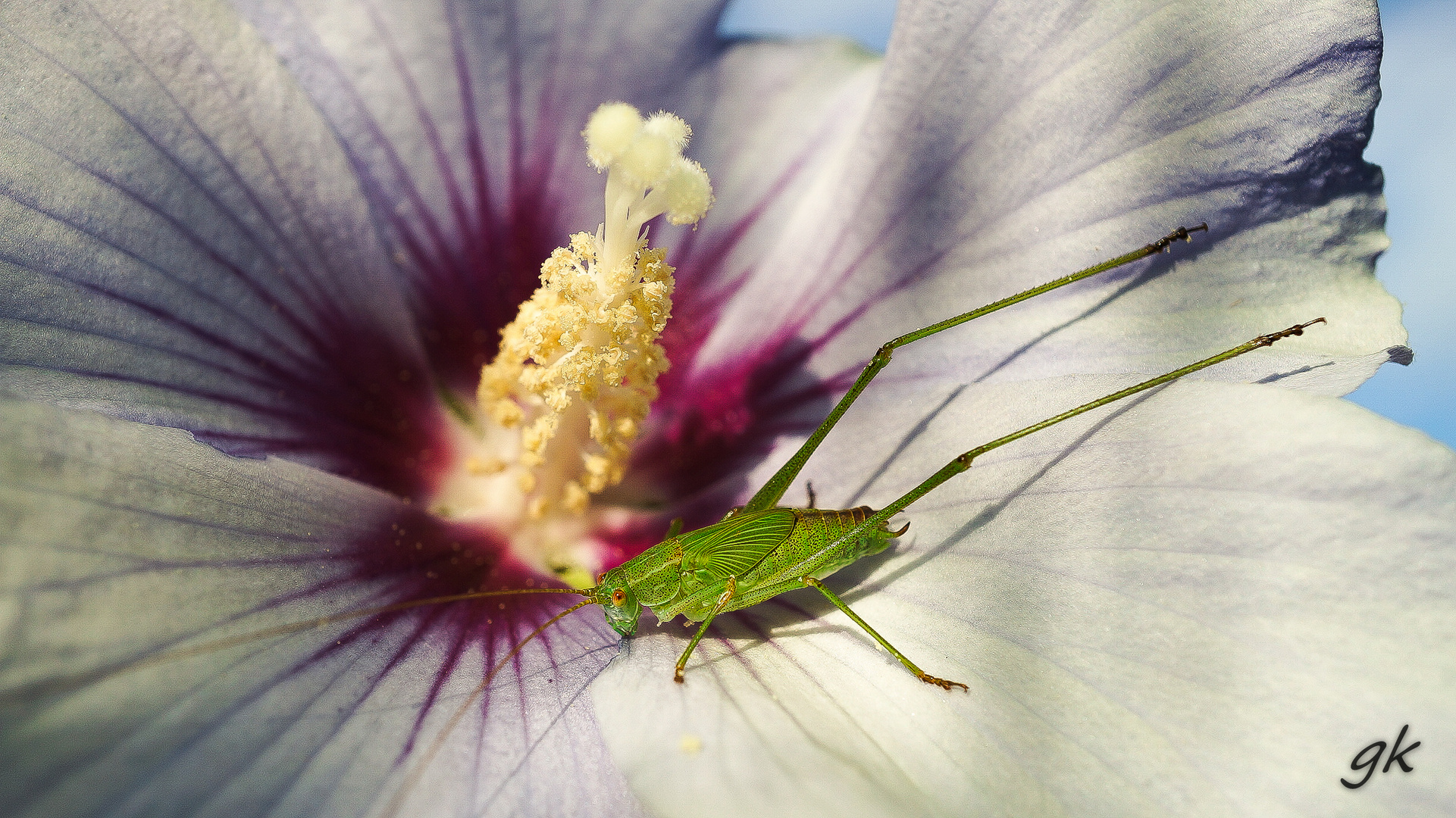 Heuschrecke in Blume