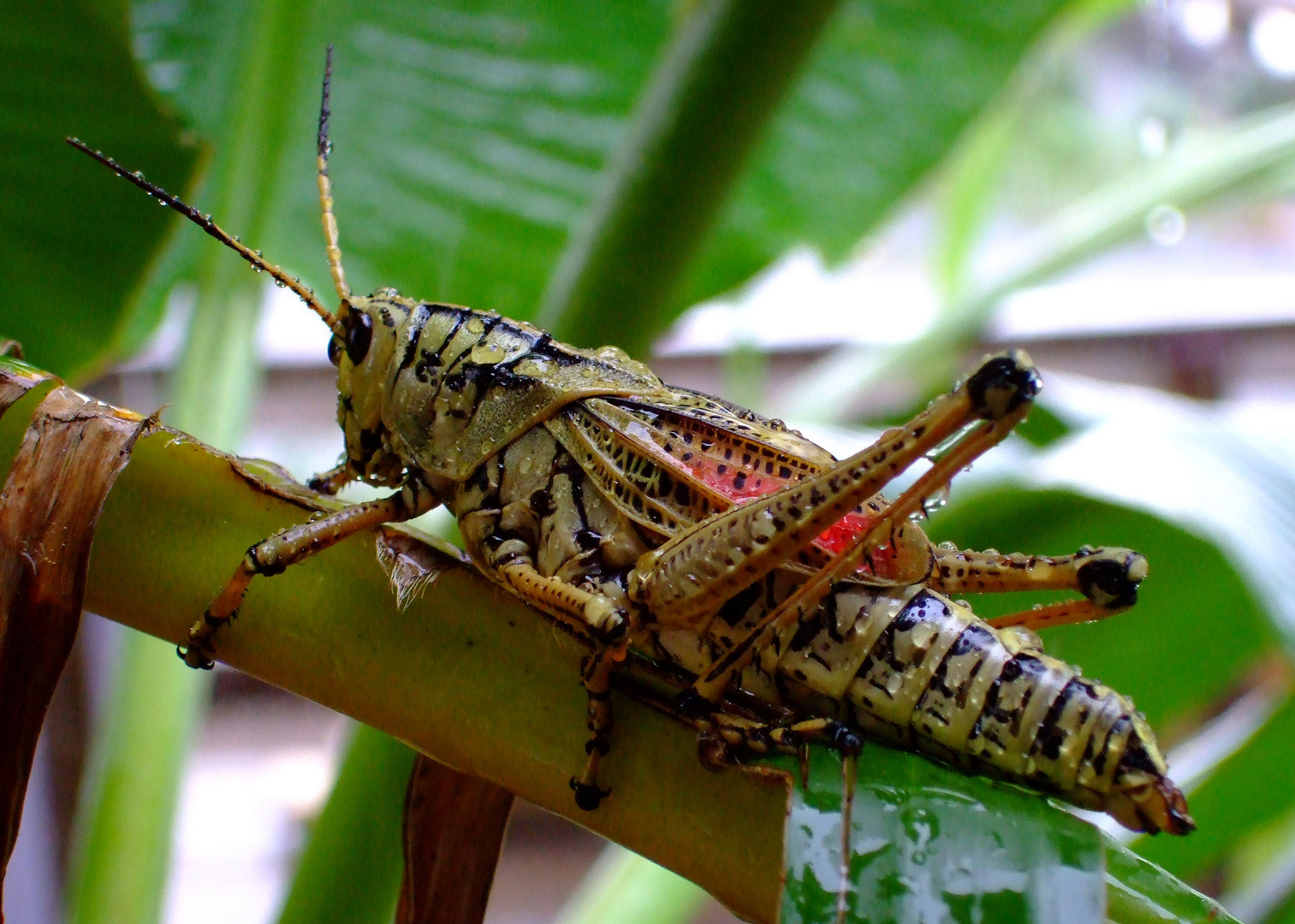 Heuschrecke in den Mangroven von Florida