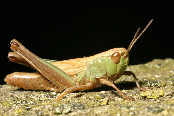 Heuschrecke in der Abenddämmerung