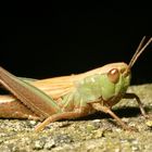 Heuschrecke in der Abenddämmerung