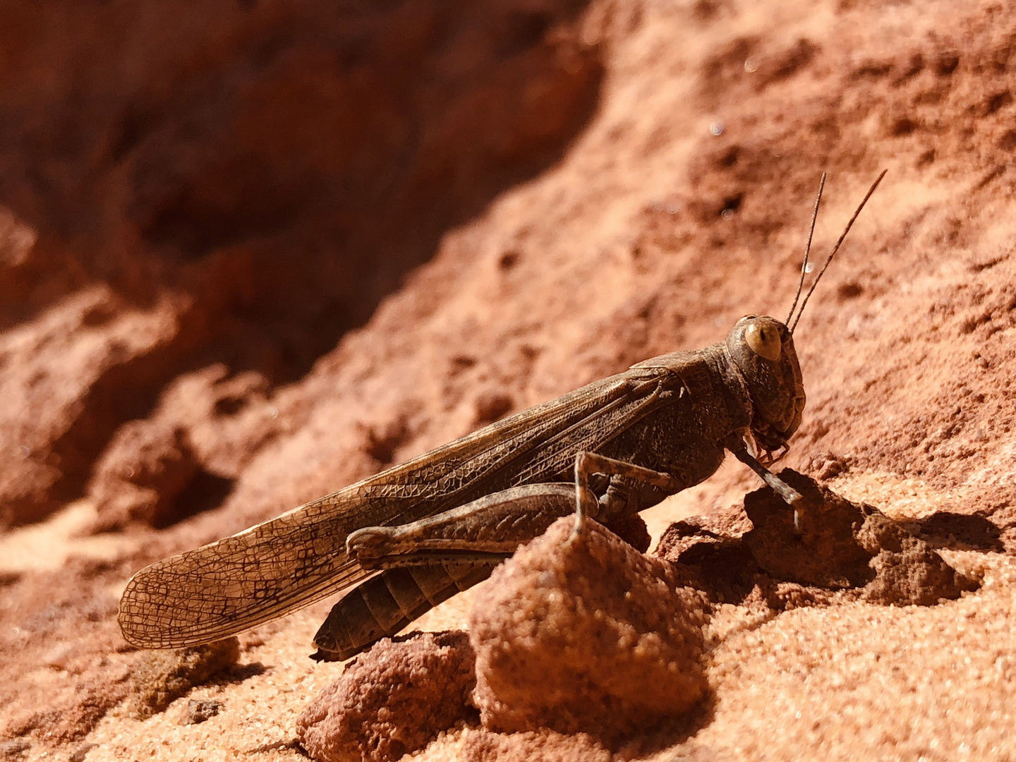 Heuschrecke in der Dschanub Wüste Sinai