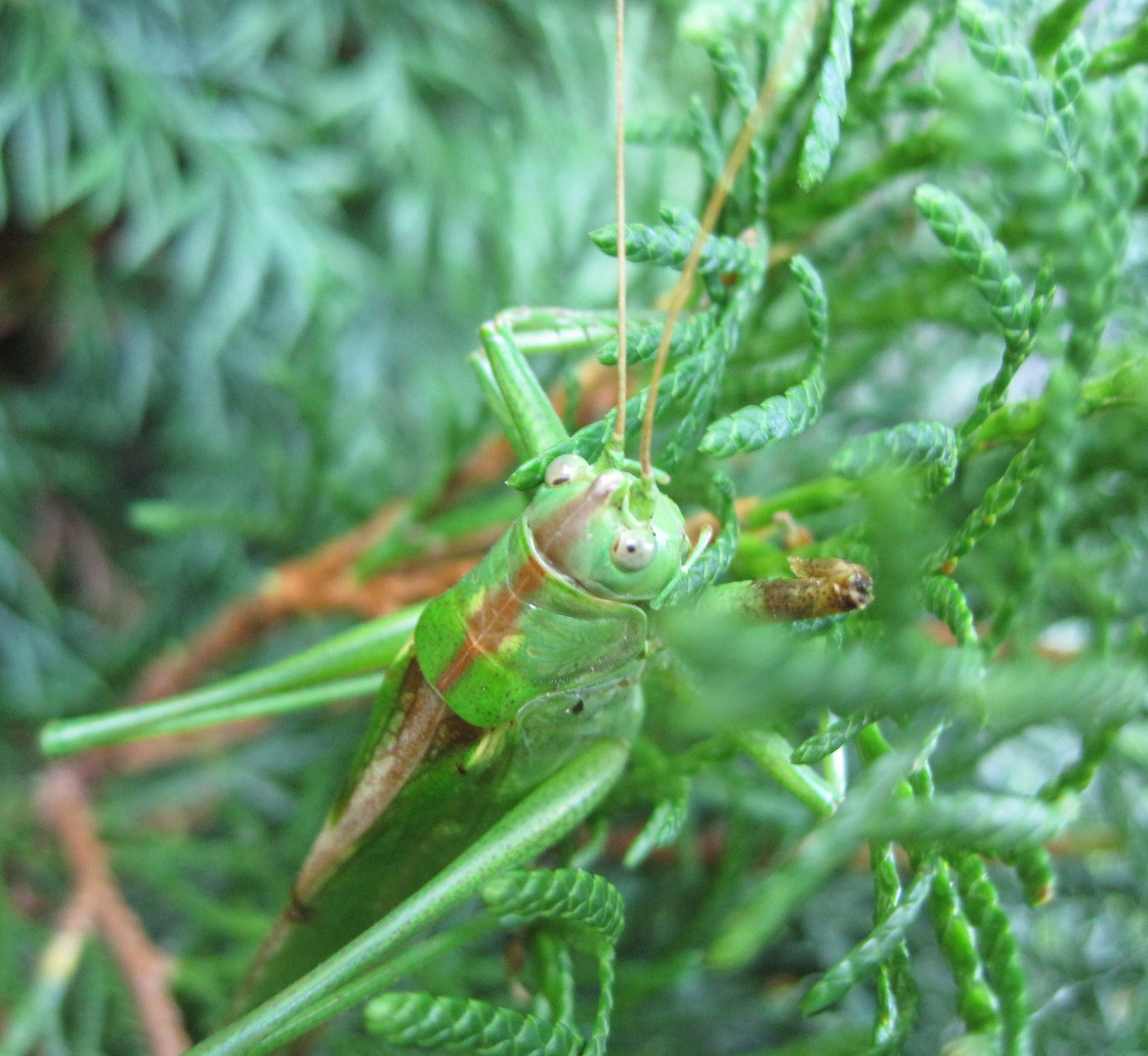 Heuschrecke in der Hecke...