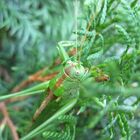 Heuschrecke in der Hecke...