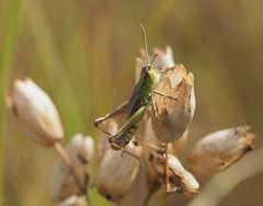 Heuschrecke in der trockenen Wiese