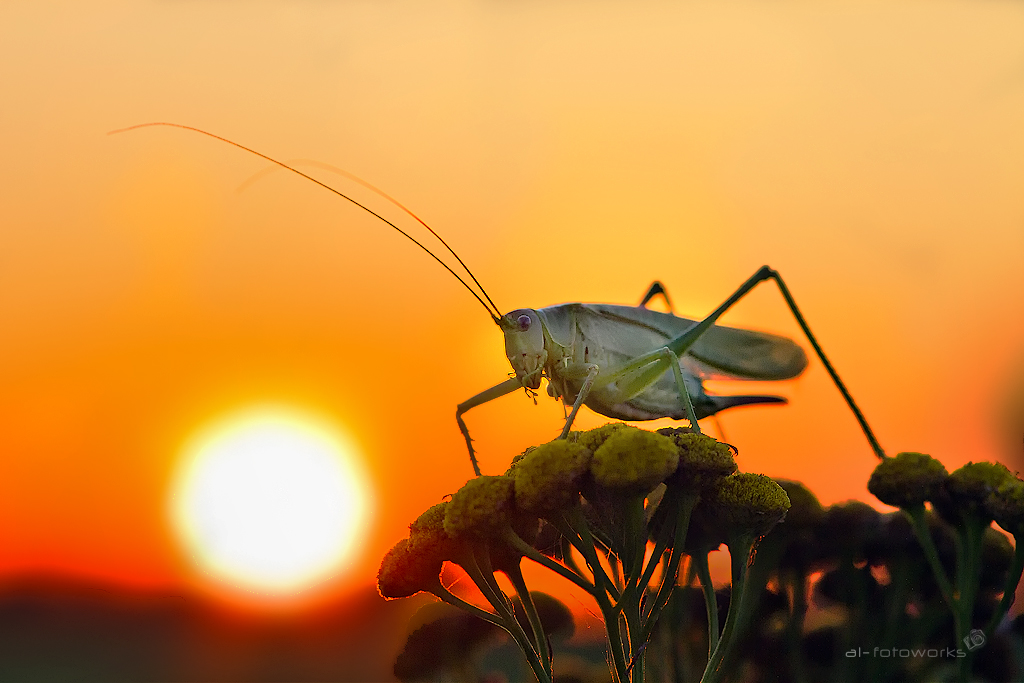 Heuschrecke in der untergehenden Sonne