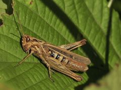 Heuschrecke in einer Wildwiese bei Bottrop